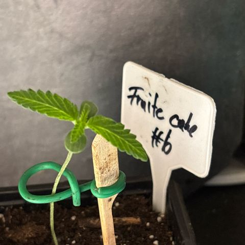 Fruit Cake  #6 growlog timeline photo