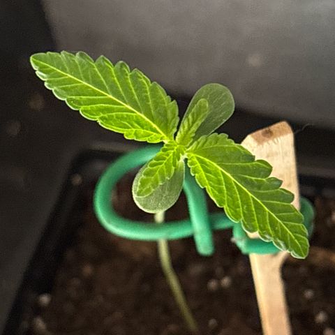 Fruit Cake  #6 growlog timeline photo