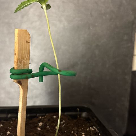 Fruit Cake  #6 growlog timeline photo