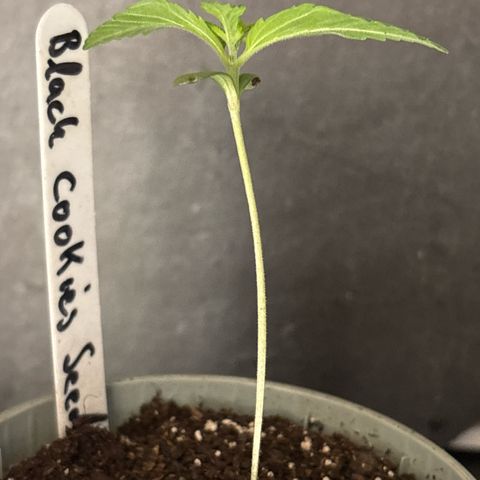 Black Cookies  #1 growlog timeline photo