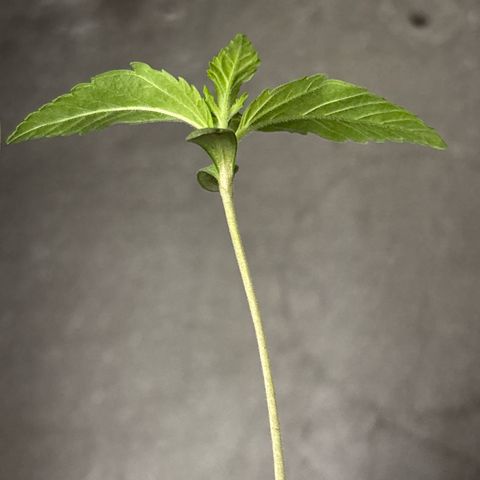 Black Cookies  #1 growlog timeline photo