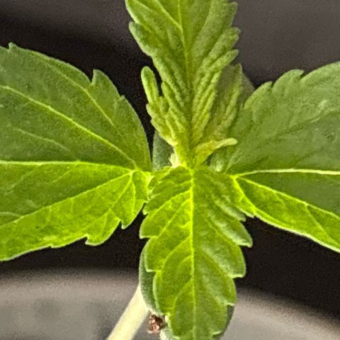 Black Cookies  #1 growlog timeline photo