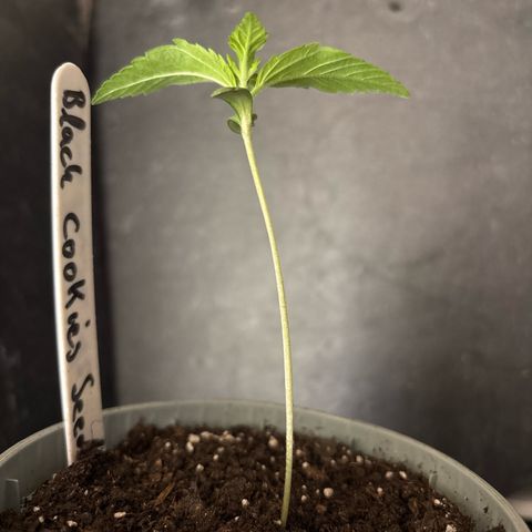 Black Cookies  #1 growlog timeline photo