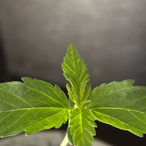 Black Cookies  #1 growlog timeline photo