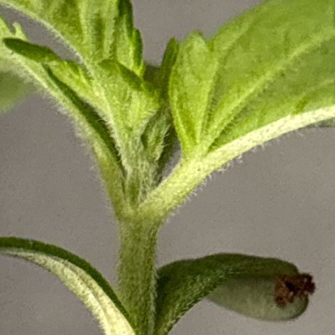 Black Cookies  #1 growlog timeline photo