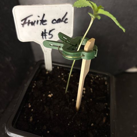 Fruit Cake #5 growlog timeline photo