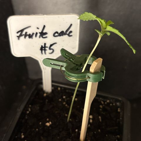 Fruit Cake #5 growlog timeline photo