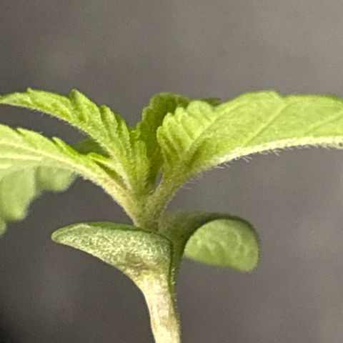 Fruit Cake #5 growlog timeline photo