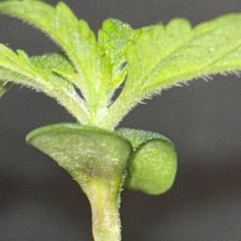 Fruit Cake #5 growlog timeline photo