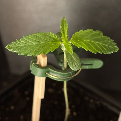 Fruit Cake #5 growlog timeline photo