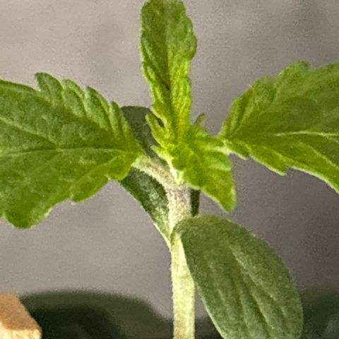 Fruit Cake #5 growlog timeline photo