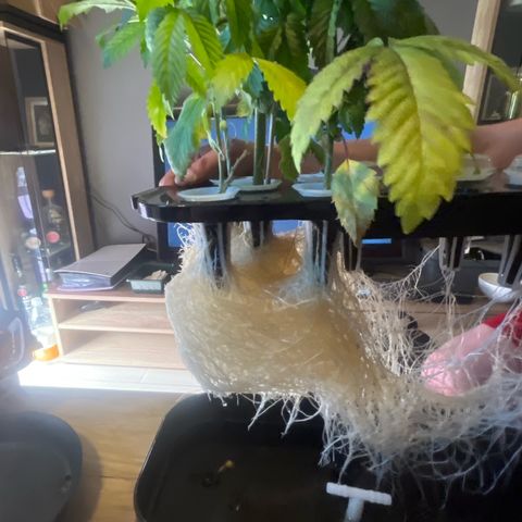 Auto Candy Bubatz Xl #2 growlog timeline photo