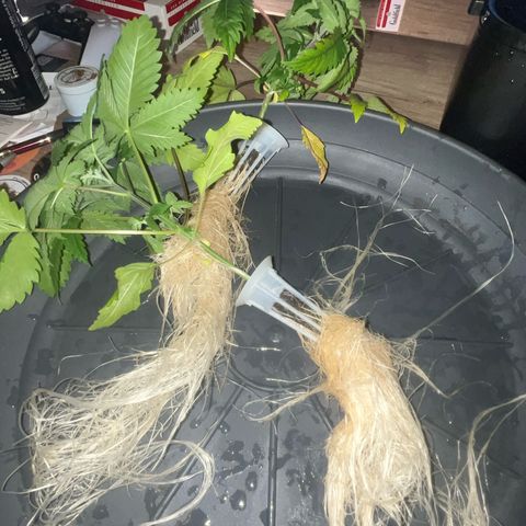 Auto Candy Bubatz Xl #2 growlog timeline photo