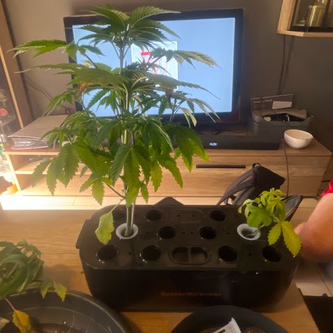 Auto Candy Bubatz Xl #2 growlog timeline photo