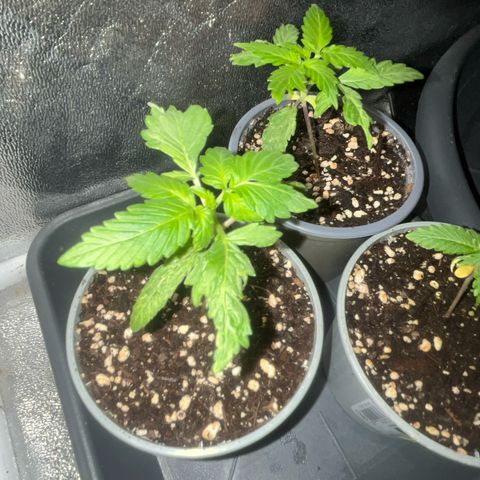 Auto Candy Bubatz Xl #2 growlog timeline photo