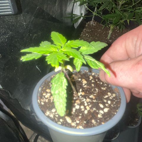 Auto Candy Bubatz Xl #2 growlog timeline photo