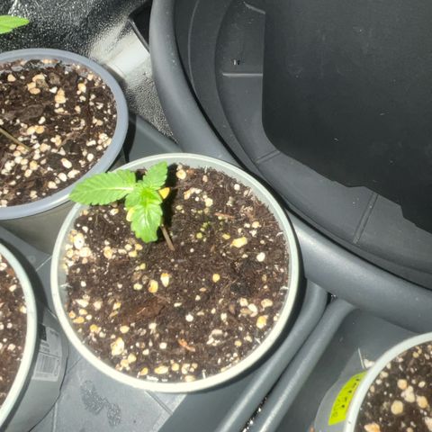 Auto Candy Bubatz Xl #2 growlog timeline photo