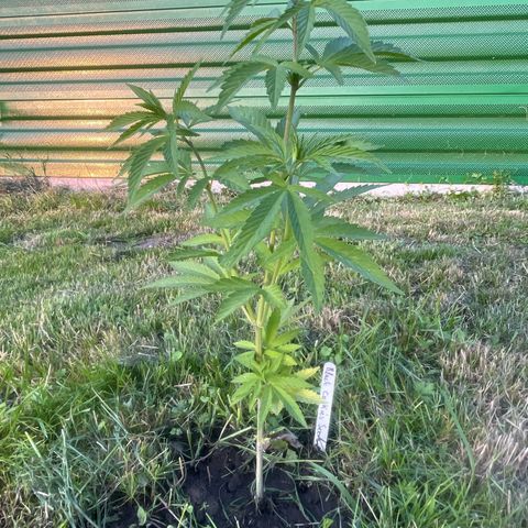 Black Cookies  #1 growlog timeline photo