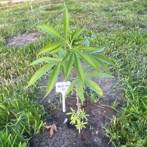 Fruit Cake #5 growlog timeline photo