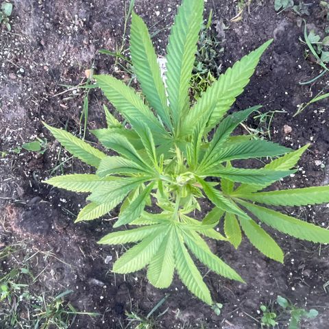 Fruit Cake  #6 growlog timeline photo