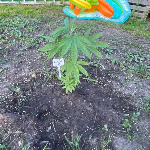 Fruit Cake  #6 growlog timeline photo