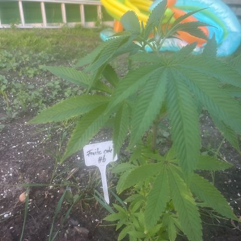 Fruit Cake  #6 growlog timeline photo
