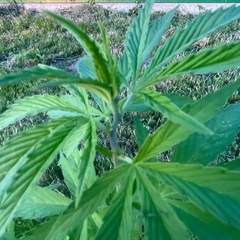 Black Cookies  #1 growlog timeline photo