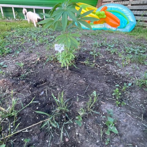 Fruit Cake  #6 growlog timeline photo