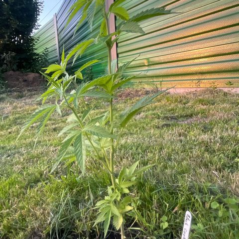 Black Cookies  #1 growlog timeline photo