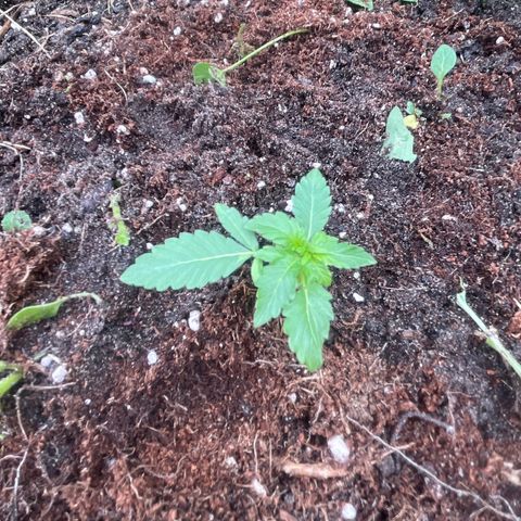 Auto Candy Bubatz Xl #2 growlog timeline photo