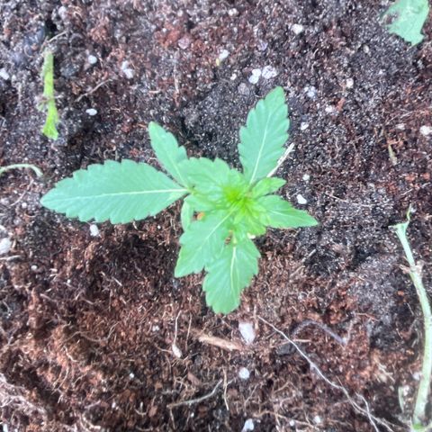 Auto Candy Bubatz Xl #2 growlog timeline photo