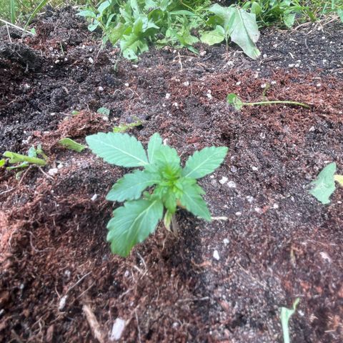 Auto Candy Bubatz Xl #2 growlog timeline photo