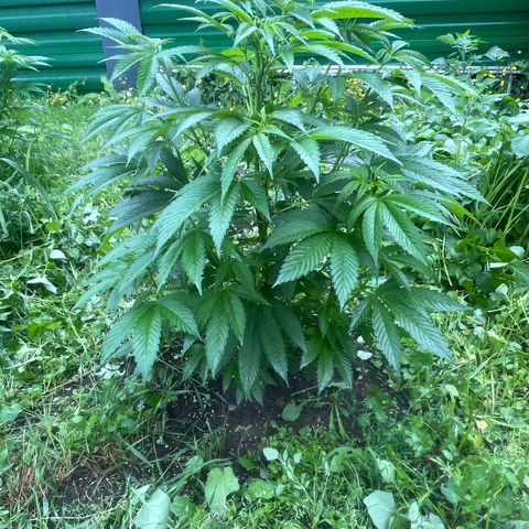 Fruit Cake  #6 growlog timeline photo