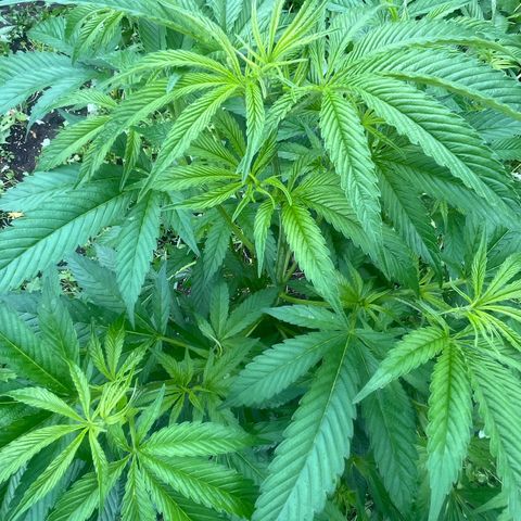 Fruit Cake  #6 growlog timeline photo