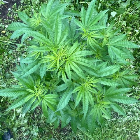Fruit Cake  #6 growlog timeline photo