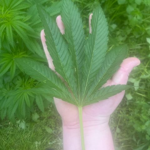 Fruit Cake  #6 growlog timeline photo