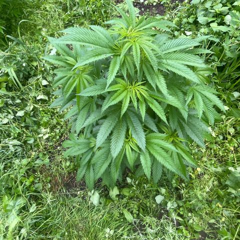 Fruit Cake  #6 growlog timeline photo