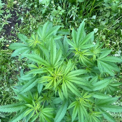 Fruit Cake  #6 growlog timeline photo