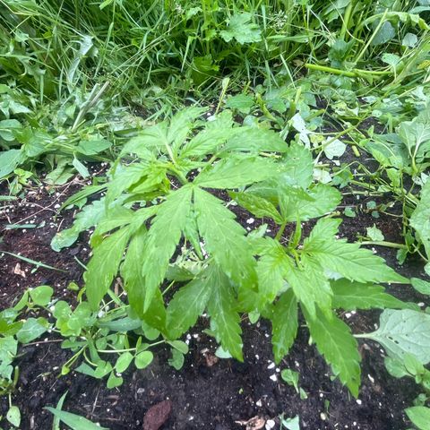 Auto Candy Bubatz Xl #2 growlog timeline photo