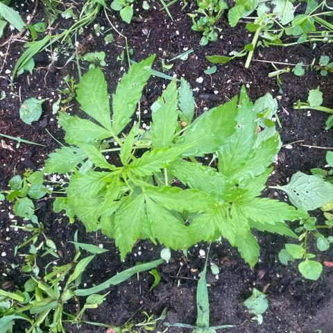 Auto Candy Bubatz Xl #2 growlog timeline photo
