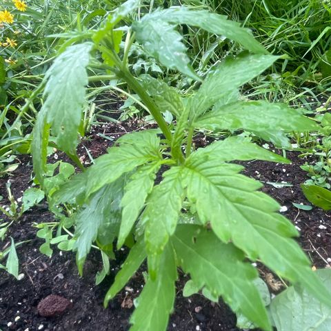 Auto Candy Bubatz Xl #2 growlog timeline photo