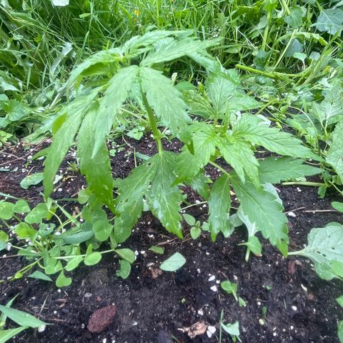 Auto Candy Bubatz Xl #2 growlog timeline photo