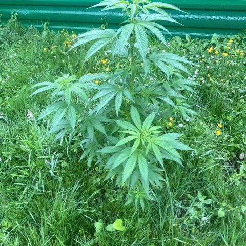 Black Cookies  #1 growlog timeline photo