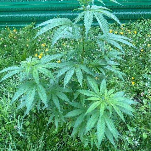 Black Cookies  #1 growlog timeline photo