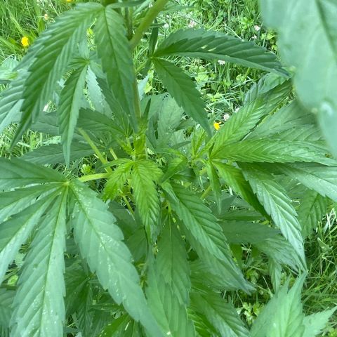 Black Cookies  #1 growlog timeline photo