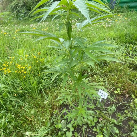 Fruit Cake #5 growlog timeline photo