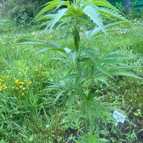 Fruit Cake #5 growlog timeline photo