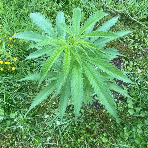 Fruit Cake #5 growlog timeline photo