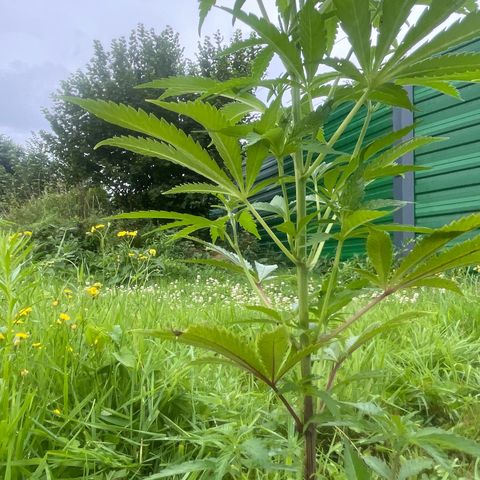 Fruit Cake #5 growlog timeline photo