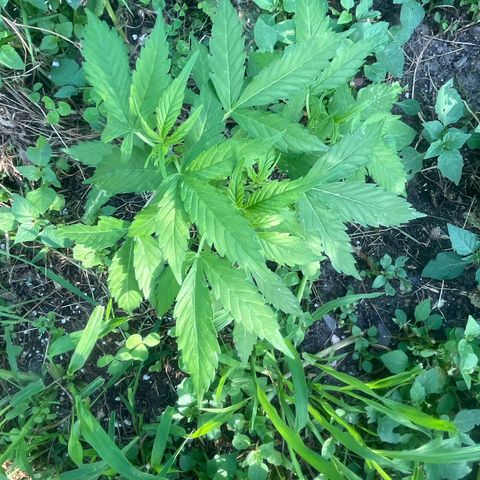 Auto Candy Bubatz Xl #2 growlog timeline photo
